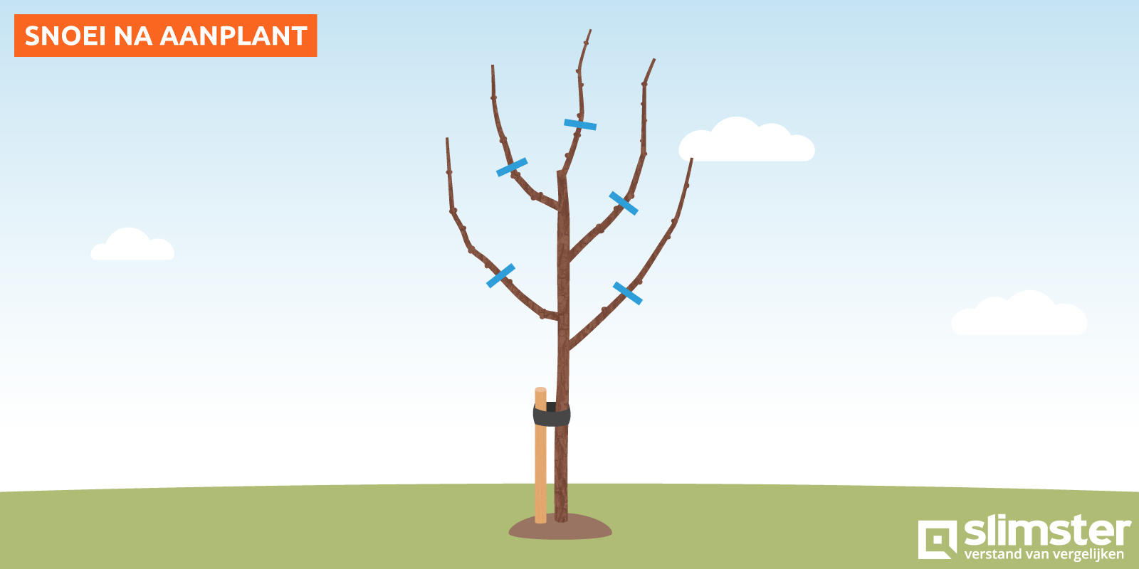 Appelboom snoeien na aanplant